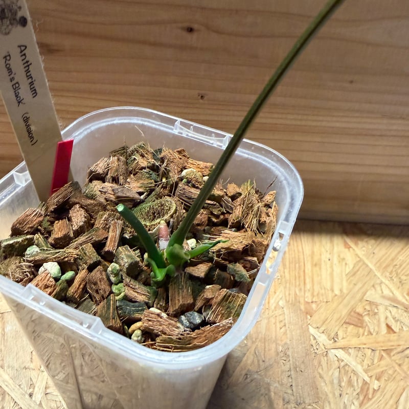 アンスリウム 'ロムズ ブラック' ディビジョン | GREEN LUCK