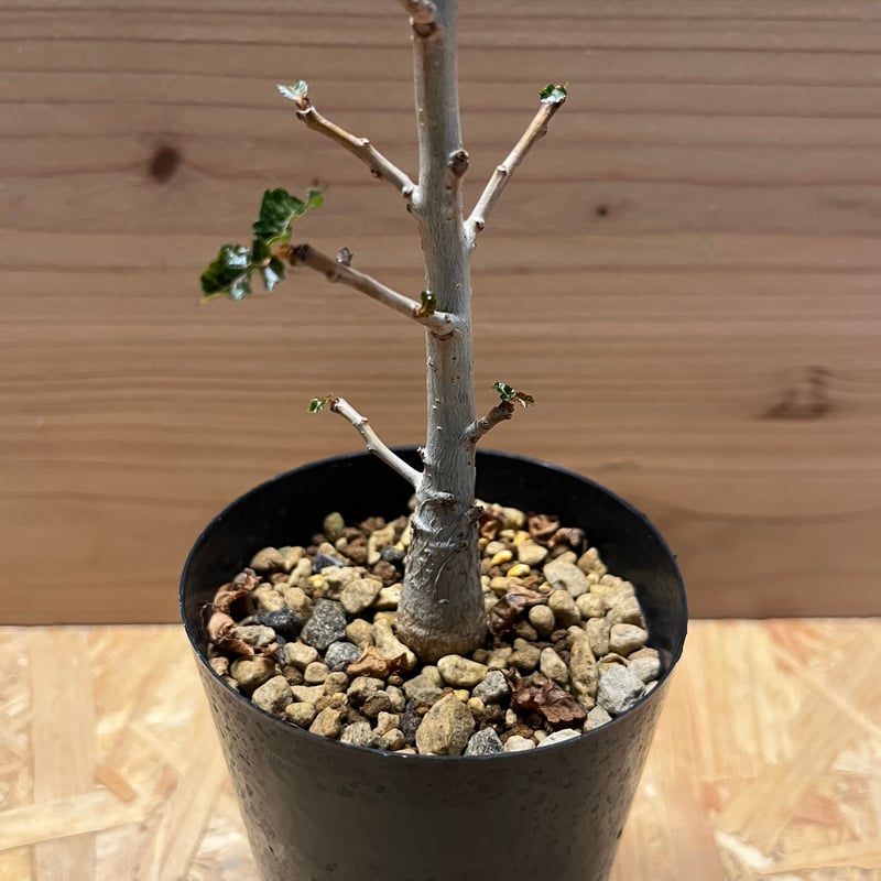 ボスウェリア ナナ | GREEN LUCK