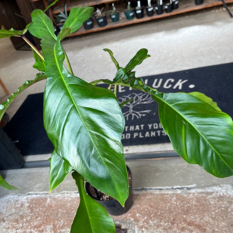 フィロデンドロン ジョーピー （ムーネニー） | GREEN LUCK