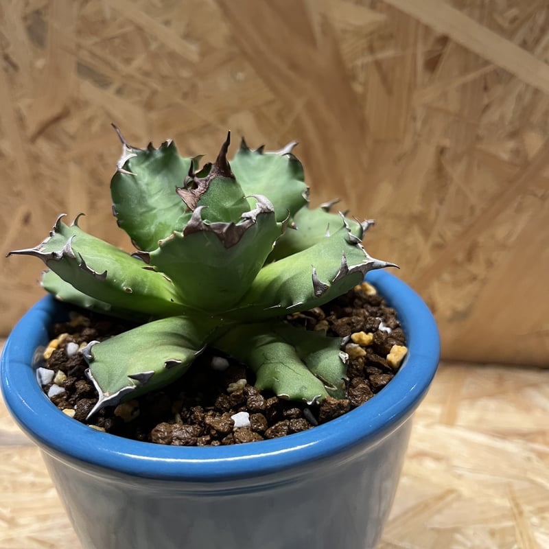 アガベ チタノタ　農大　鉢ごと発送　親株　ドライガーデン アガベ チタノタ 農大 鉢ごと発送 親株 ドライガーデン - メルカリ