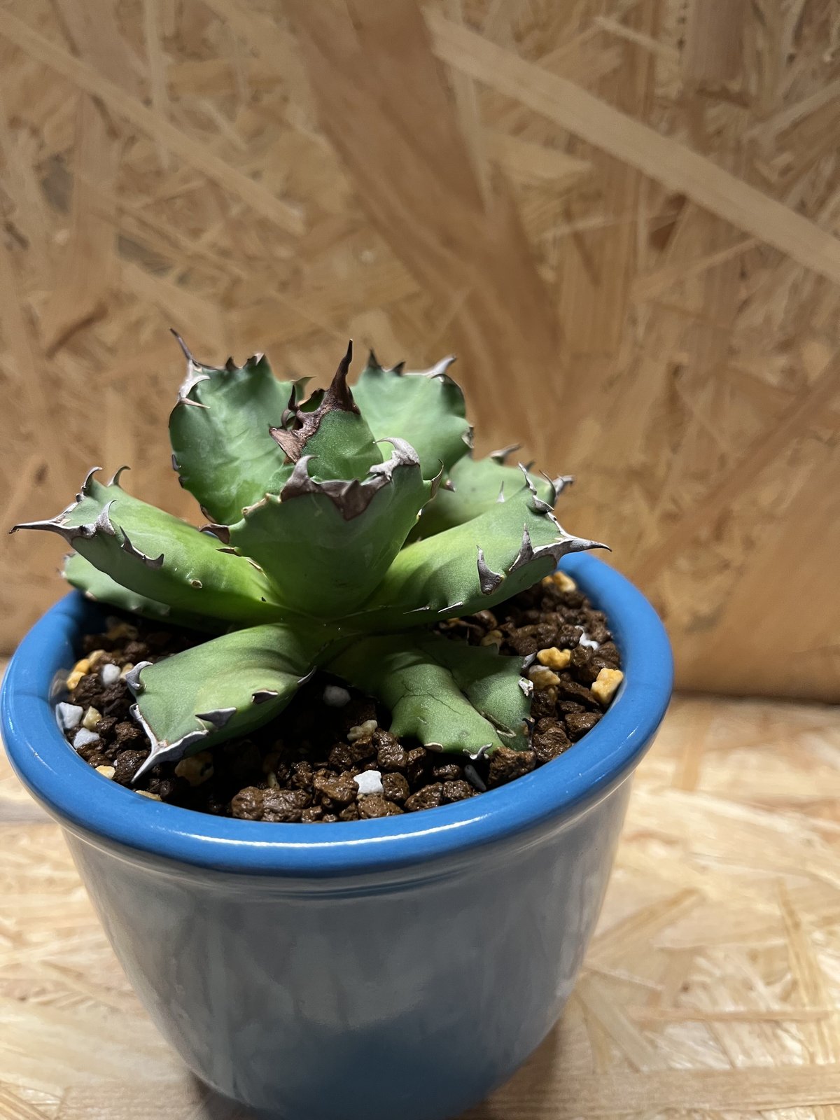 アガベ チタノタ 農大×伝市鉢 | GREEN LUCK