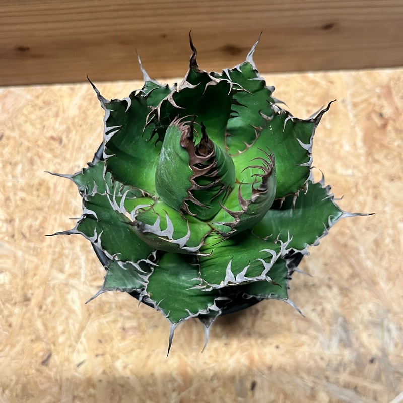 アガベ ホリダ | GREEN LUCK