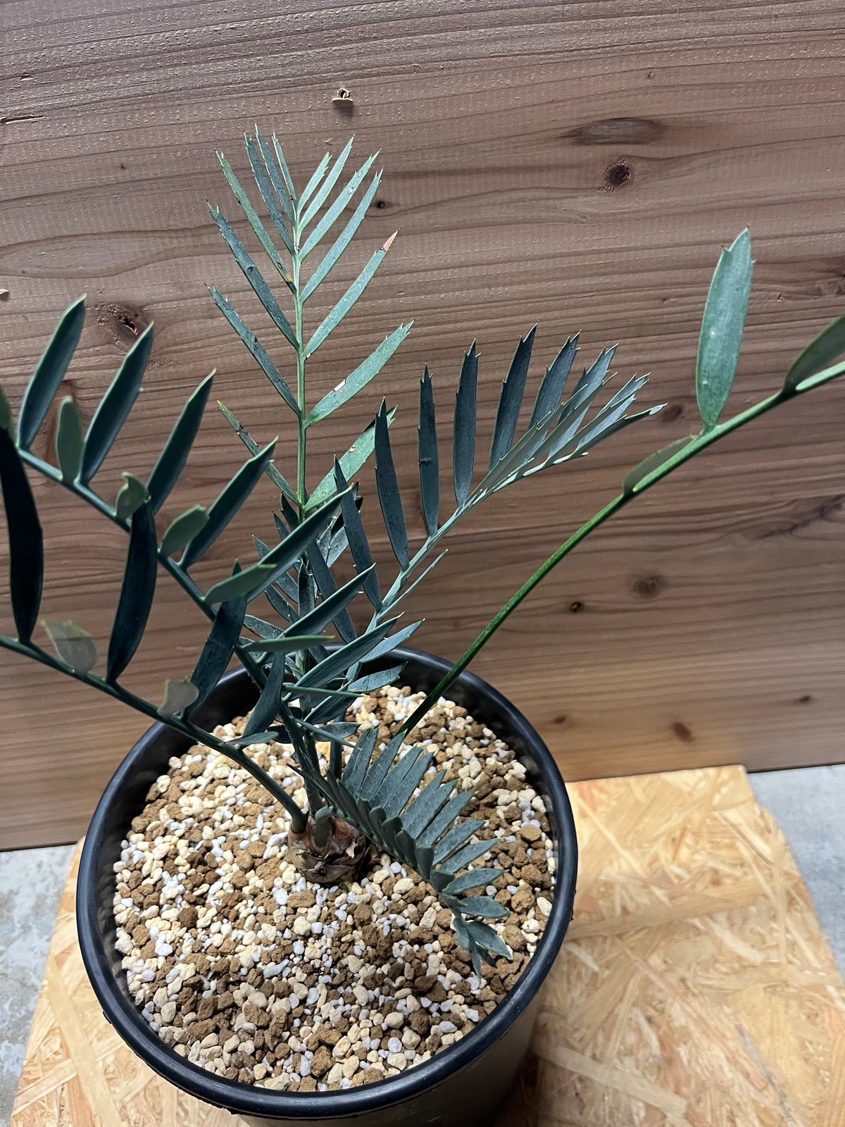 エンセファラルトス　レーマニー Encephalartos lehmannii fit=scale-down,w=1200