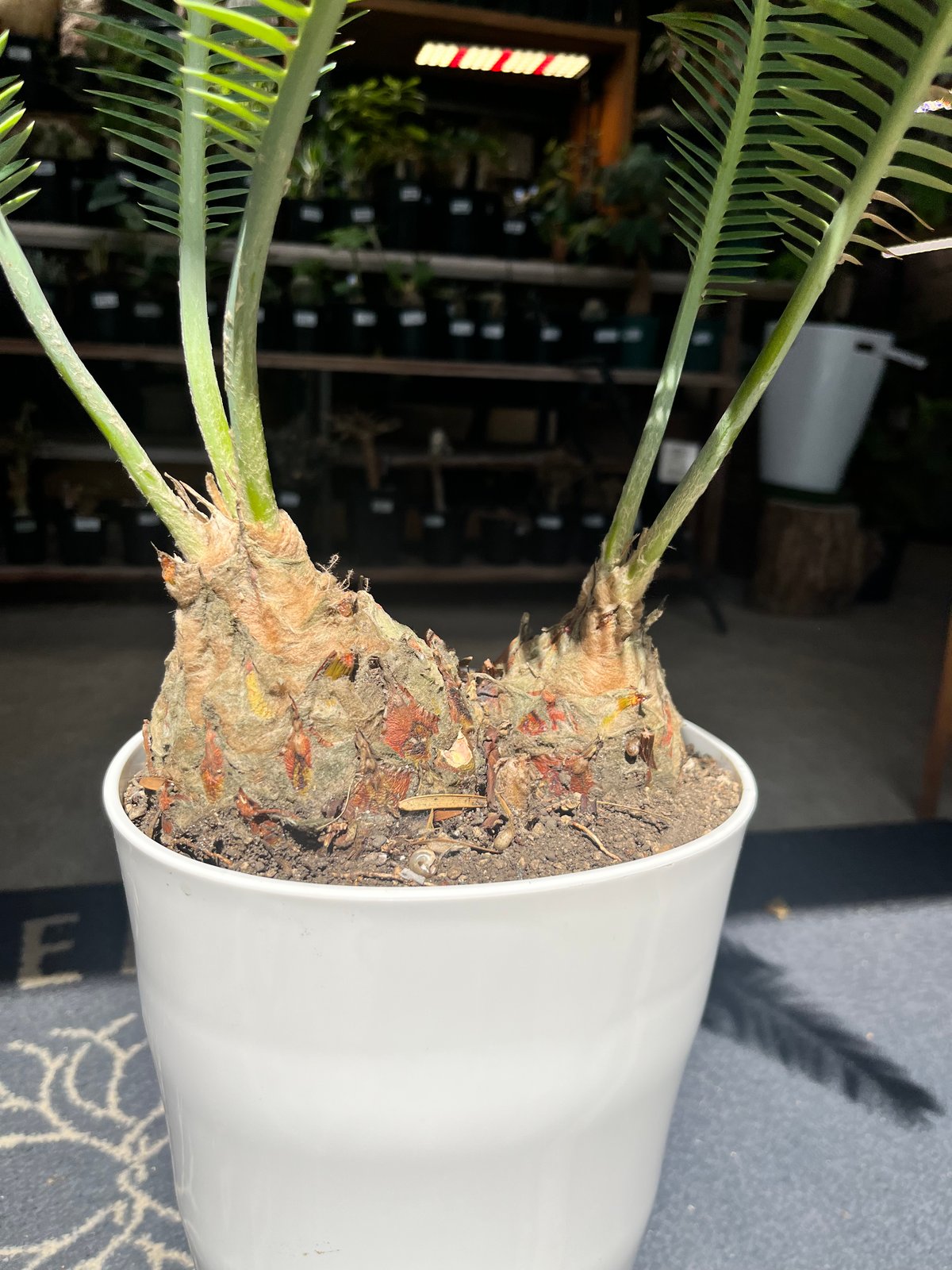 ディオーン　　エデュレ fit=scale-down,w=1200