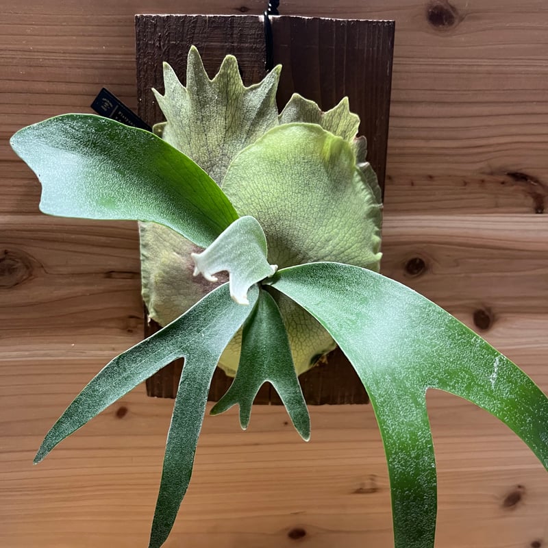 ビカクシダ バンナ#A | GREEN LUCK