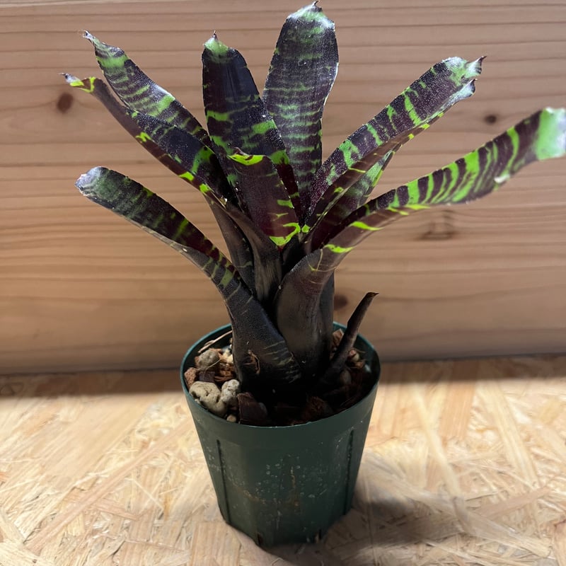 Neoregelia BlueberryBlizzard ネオレゲリア Neoregelia 'Blueberry