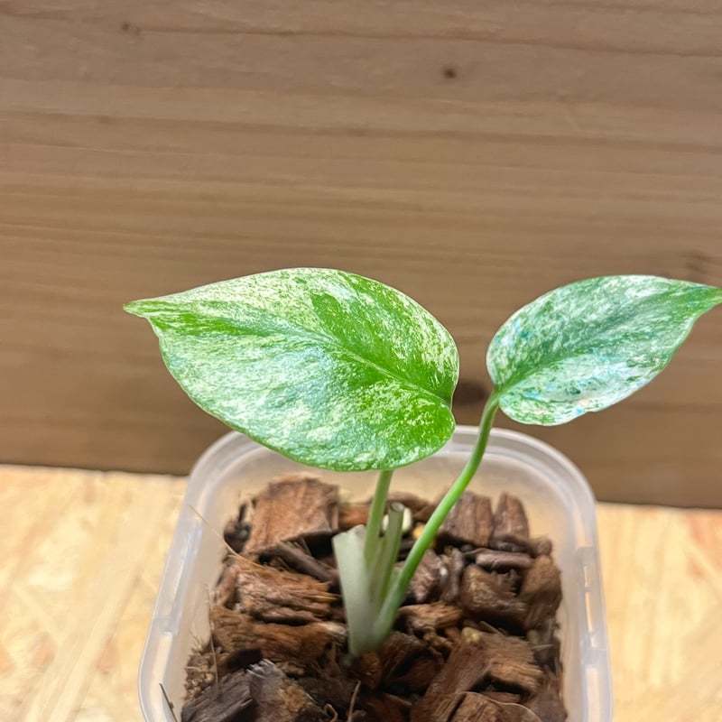 モンステラ デリシオーサ ホワイトモンスター | GREEN LUCK