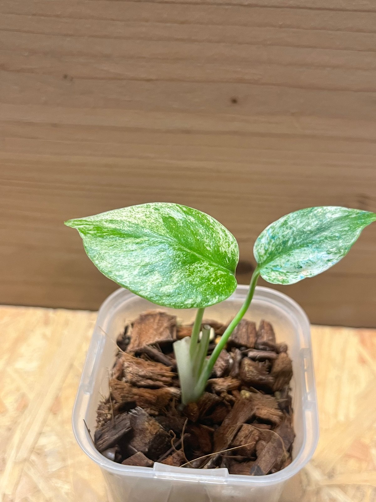 モンステラ デリシオーサ ホワイトモンスター | GREEN LUCK