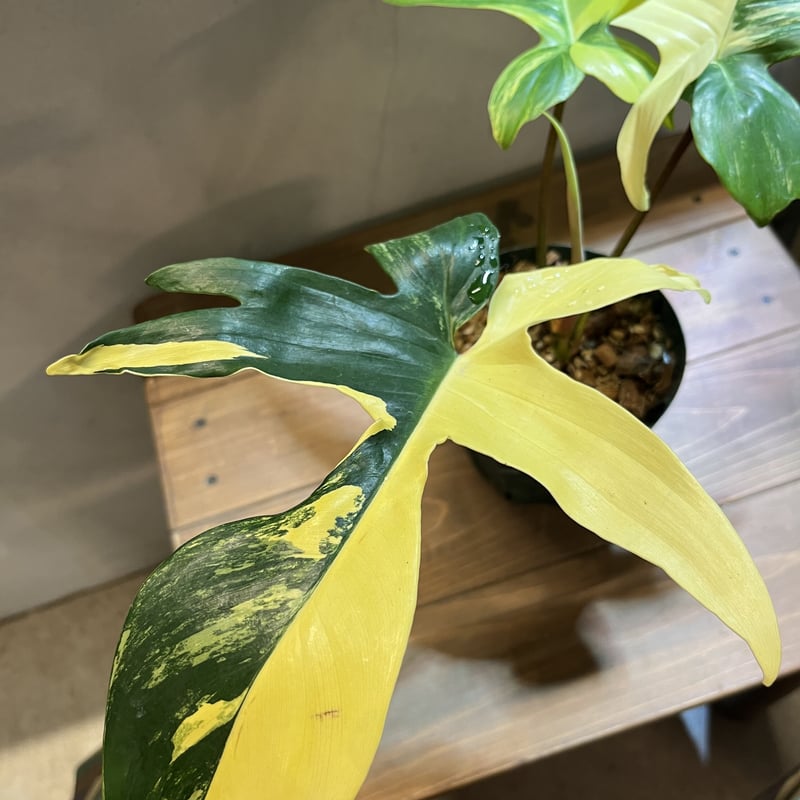 フィロデンドロン フロリダビューティー | GREEN LUCK