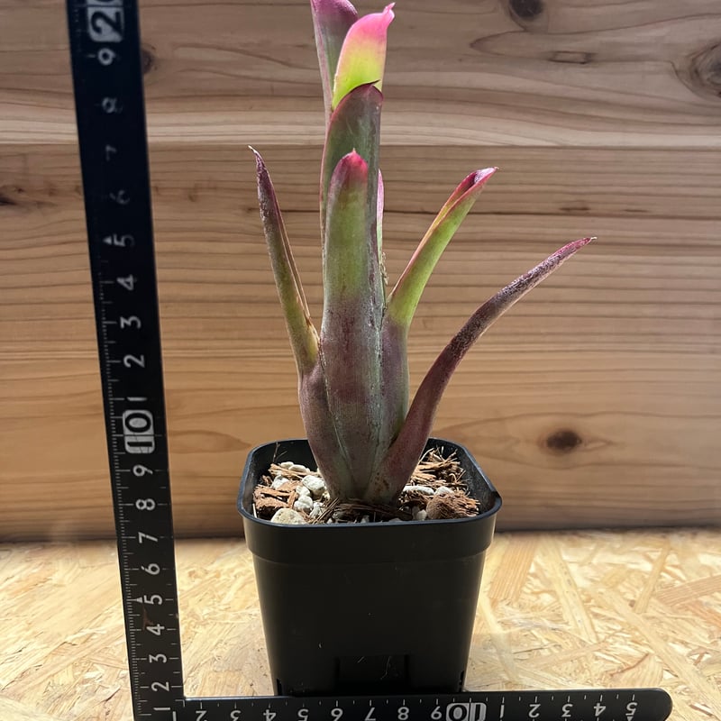 ネオレゲリア バヒアナ | GREEN LUCK