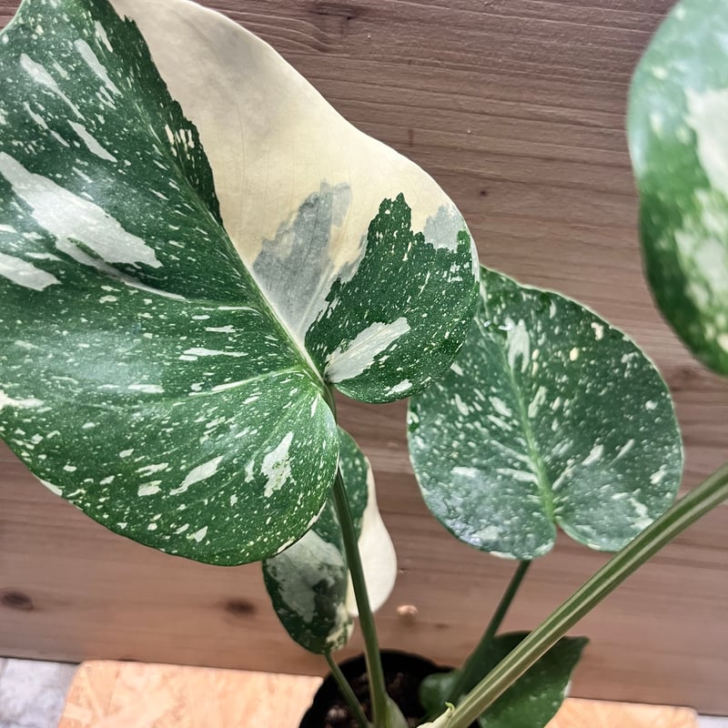 激レア‼️モンステラデリシオーサ‼️ピグスキン❣️ シロウト園芸セレクト【選抜株/2号サイズ】モンステラ・デリシオーサ