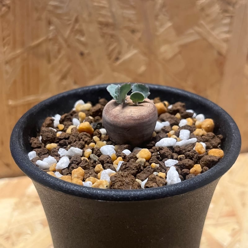 オトンナ カカリオイデス 実生 | GREEN LUCK