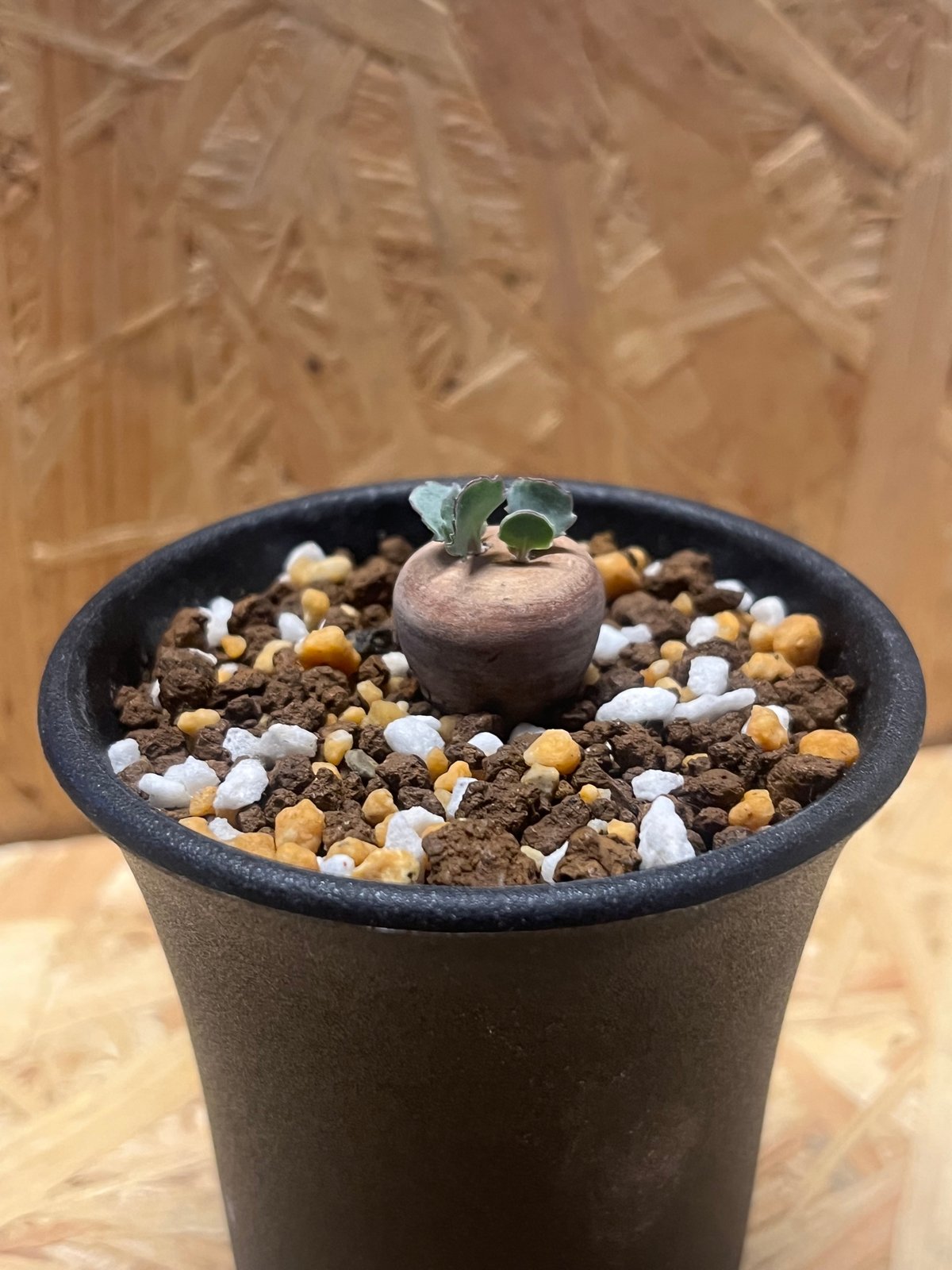 オトンナ カカリオイデス 実生 | GREEN LUCK