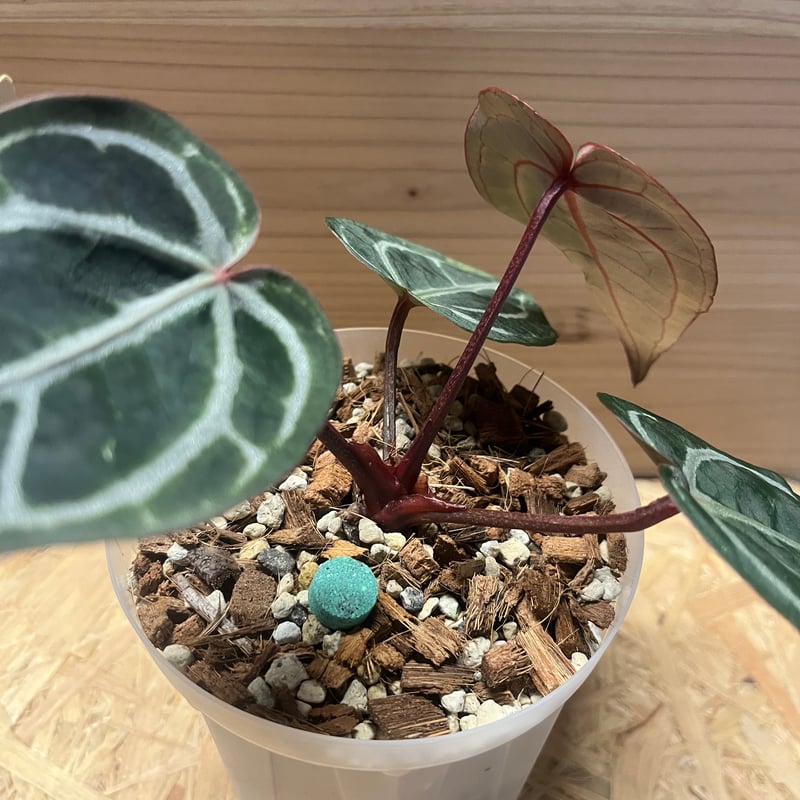 Anthurium Docblock 'Scarlet' S1 スカーレット MonsteraX Marketplace | Anthurium docblock 'scarlet' x self