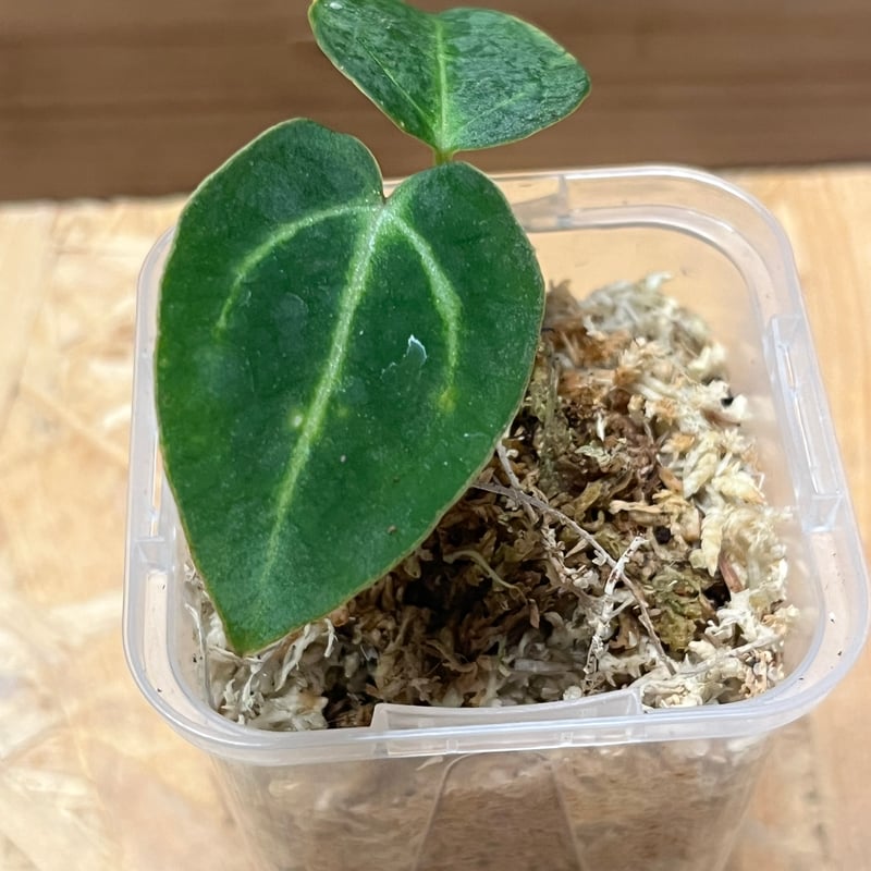 アンスリウム カーラブラッキー | GREEN LUCK