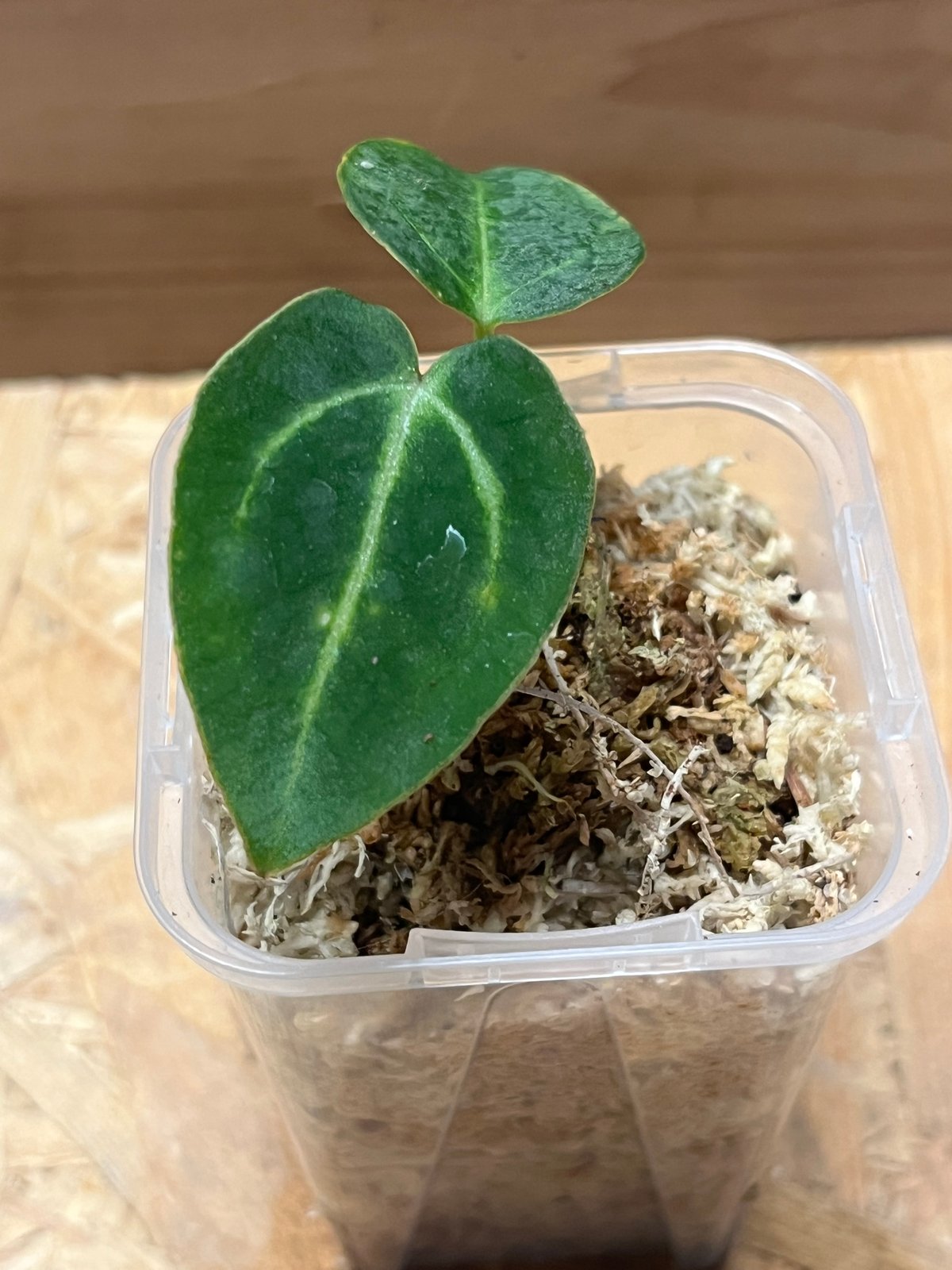 Anthurium Carlablackiae/アンスリウム カーラブラッキー③ Anthurium carlablackiaeという魅力的な品種について｜Keita
