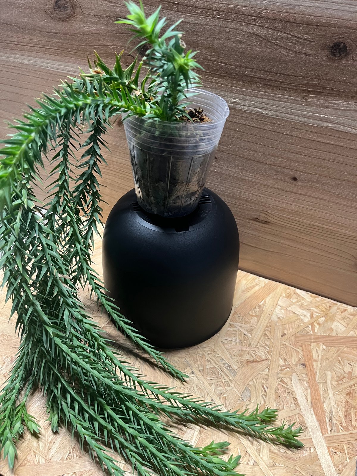 リコポディウム フペルジア ゴエベリー | GREEN LUCK