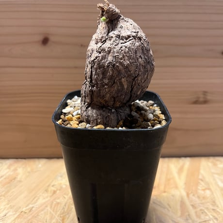 ペラルゴニウム　トリステ ペラルゴニウム トリステ | STELLA.PLANTS