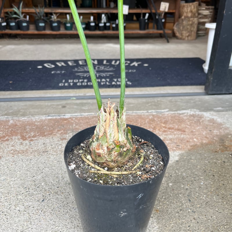 ディオーン スピヌロスム | GREEN LUCK