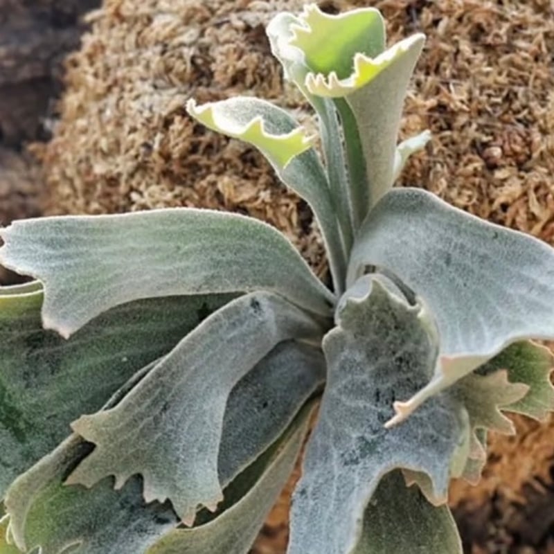 ビカクシダ シュプール | GREEN LUCK