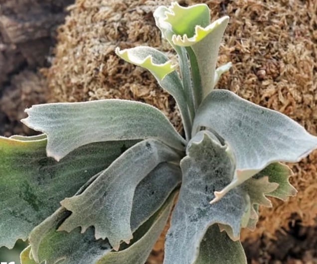 と*ふ様 P.willinckii spur シュプール　ビカクシダ P.willinckii spur シュプール ビカクシダ スポア - メルカリ