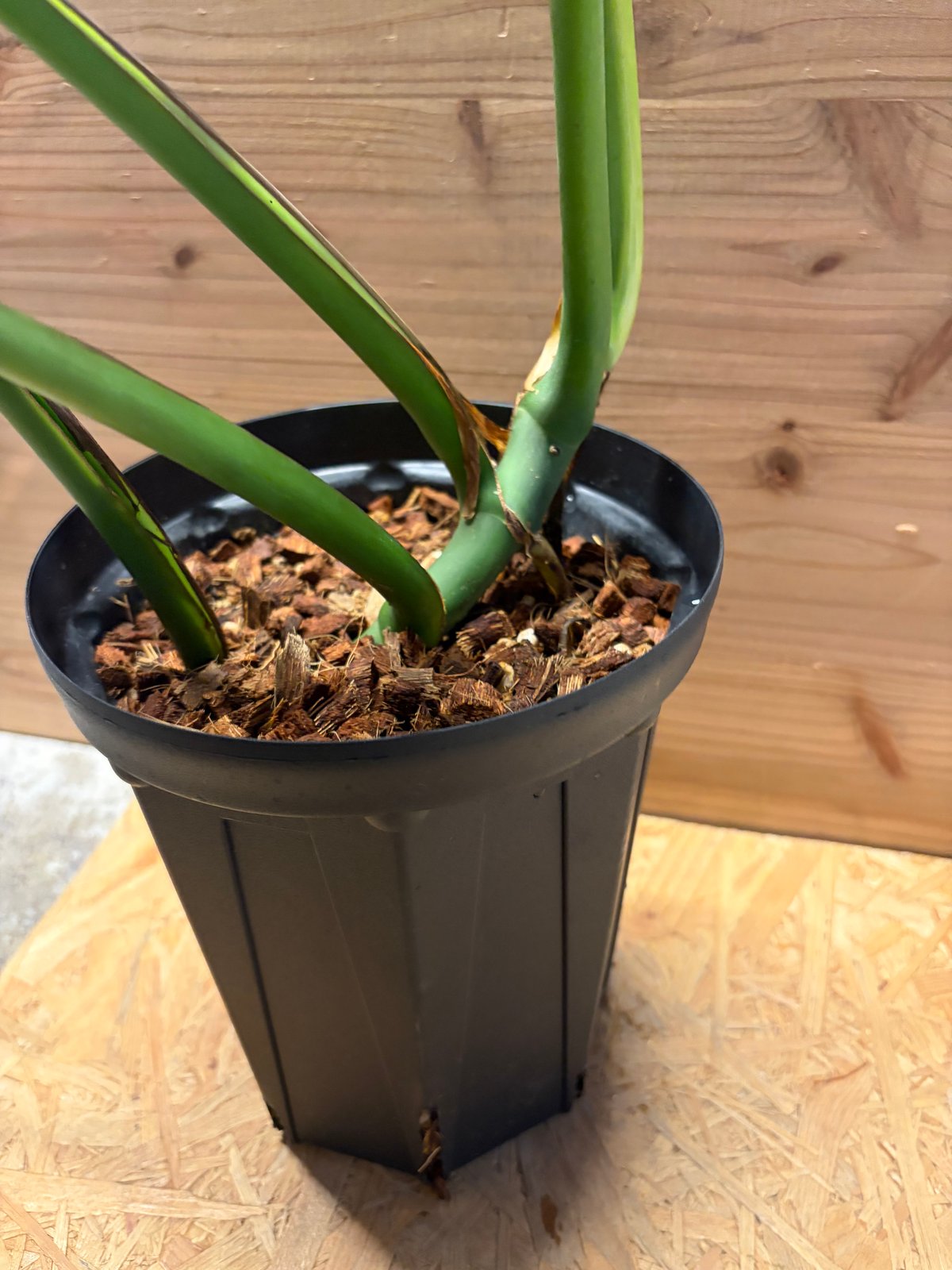 モンステラ 'バールマルクスフレーム' | GREEN LUCK