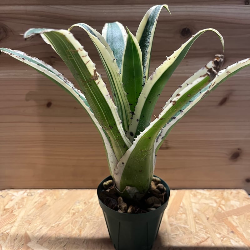 ホヘンベルギア カーラ | GREEN LUCK