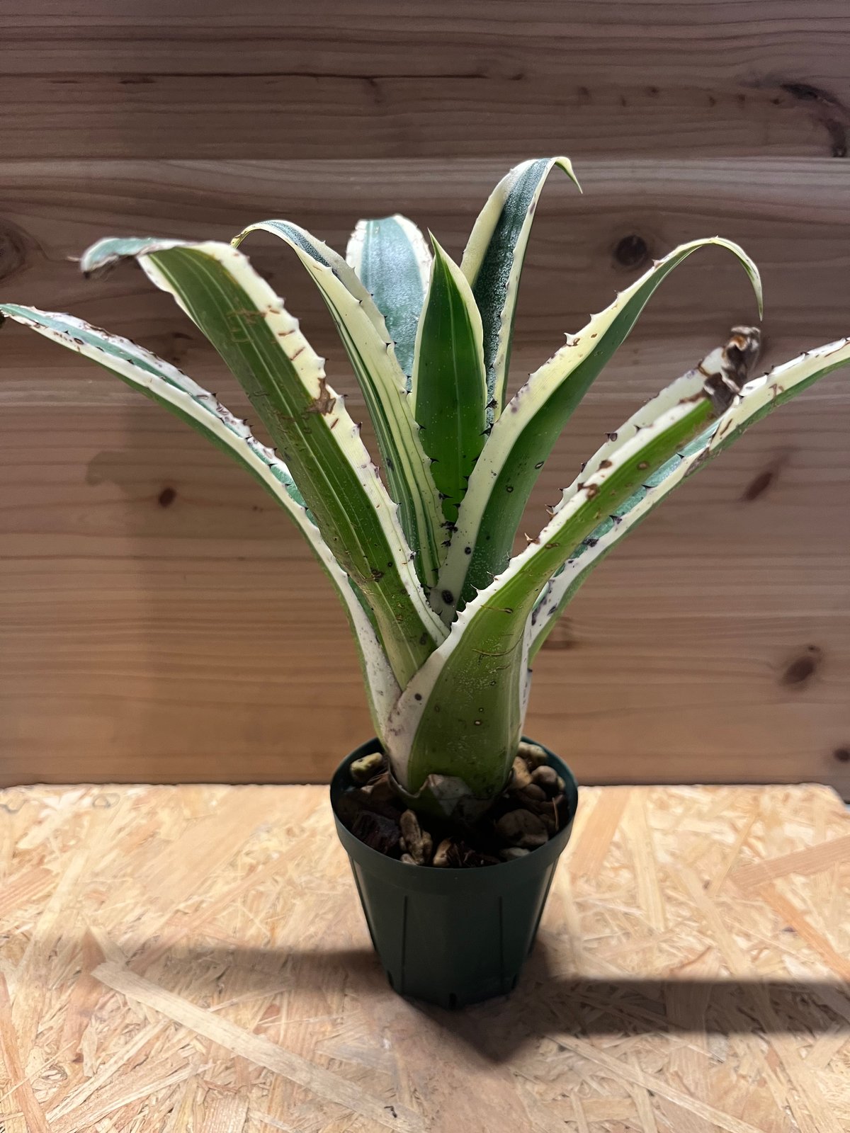 ホヘンベルギア カーラ | GREEN LUCK