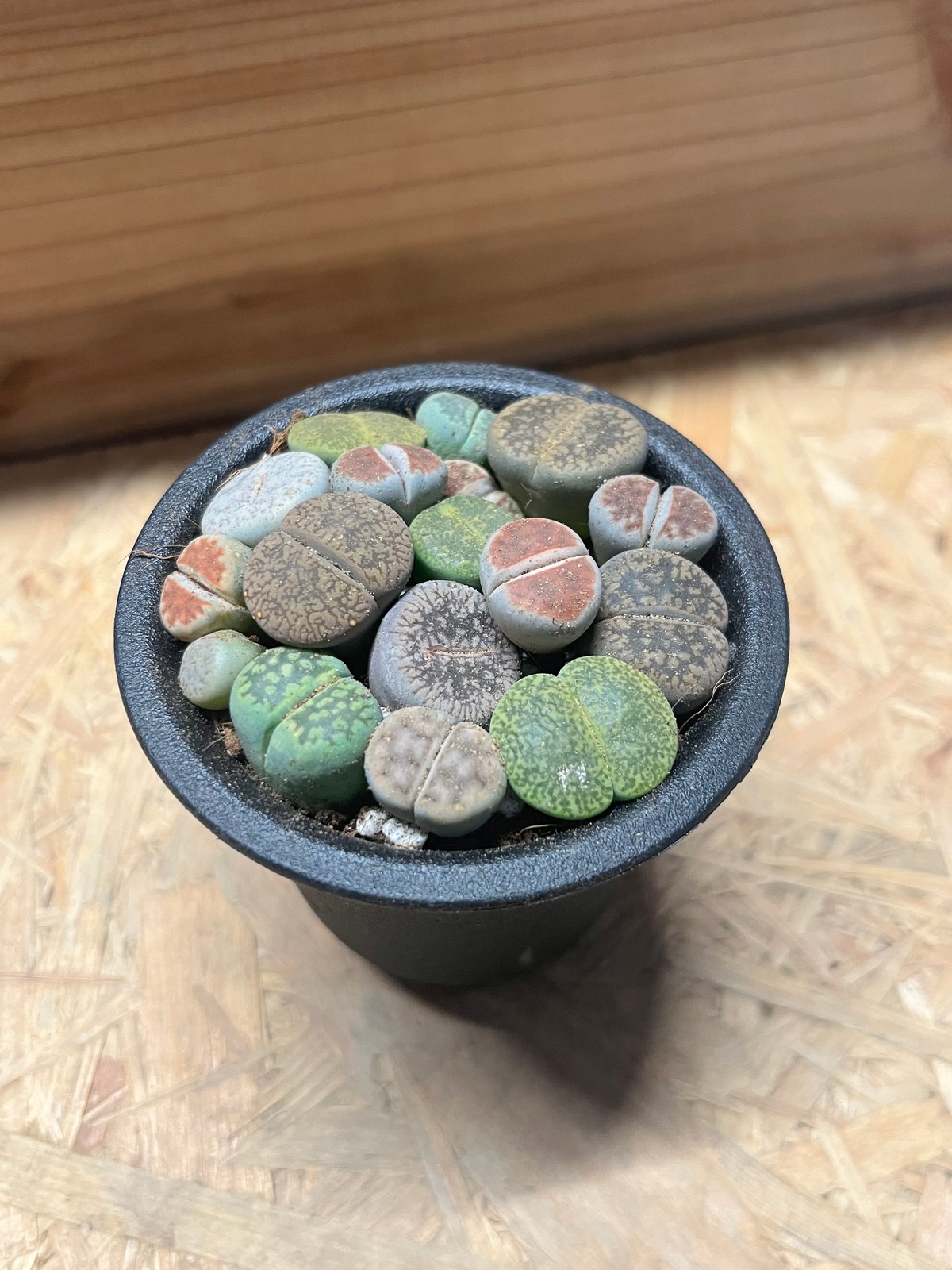 リトープス | GREEN LUCK