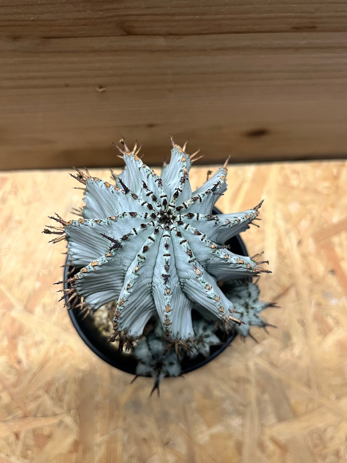 ユーフォルビア 白衣ホリダ 雌 | GREEN LUCK