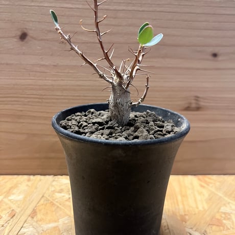 写真更新！コレクション株！フォークイエリア　コルムナリス フォークイエリア コルムナリス 観峰玉 | STELLA.PLANTS