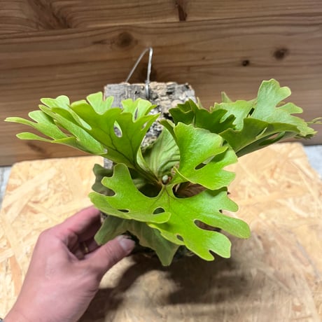 ビカクシダ | STORES