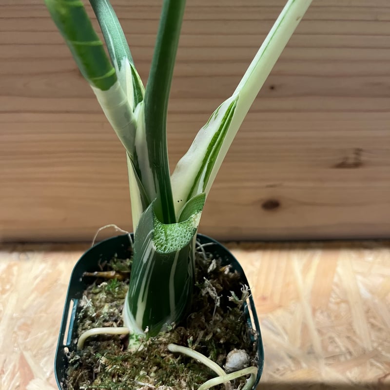 斑入りクワズイモ アロカシア オドラ オキナワシルバー | GREEN LUCK