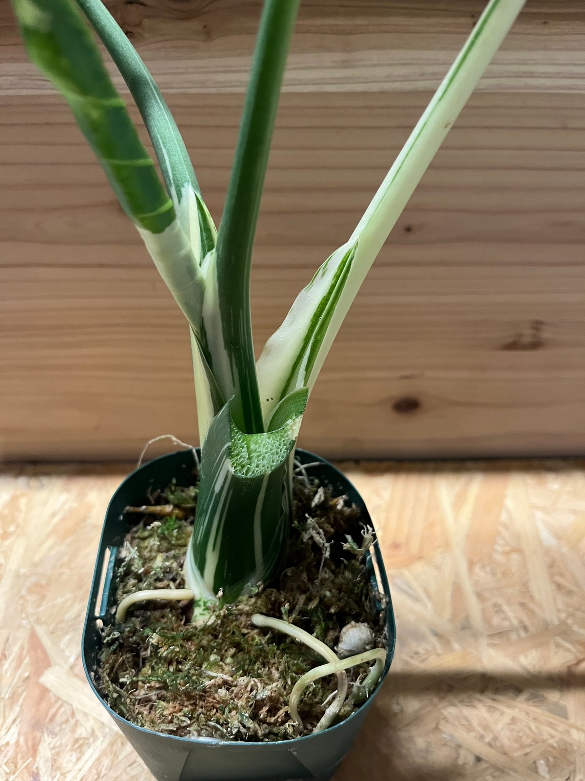 斑入りクワズイモ アロカシア オドラ オキナワシルバー | GREEN LUCK