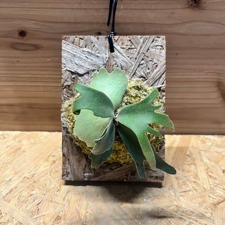 板付けビカクシダ2種セット OMG、デラロッチャ ビカクシダ（コウモリ