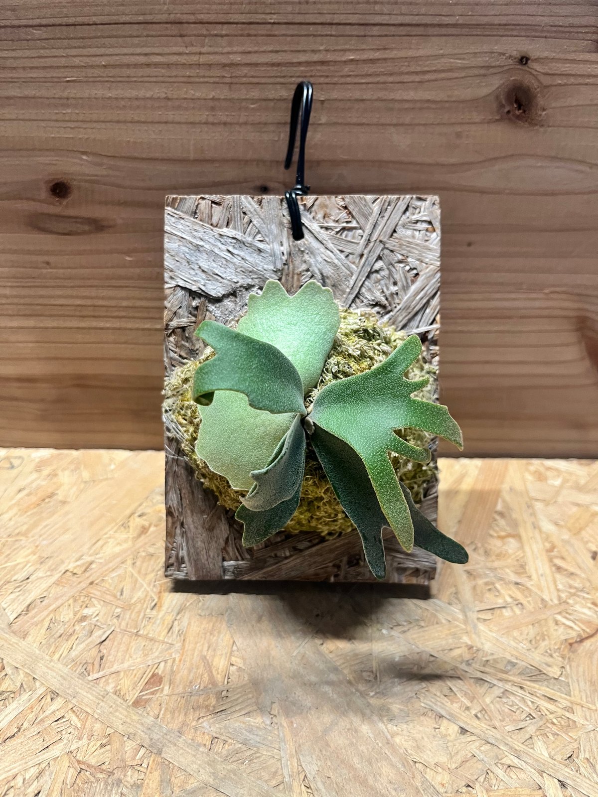 K*n様 ビカクシダ　イエロームーン　スポア　ウィリンキー K*n様 ビカクシダ イエロームーン スポア ウィリンキー