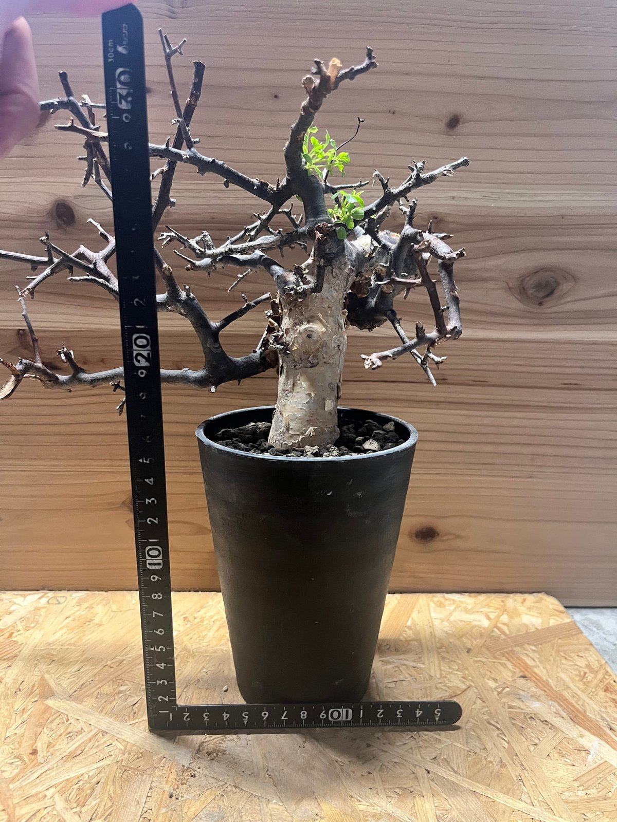 送料無料 ⑧コミフォラ カタフ ソマリア産Commiphora kat コミフォラ カタフ ソマリア | GREEN LUCK