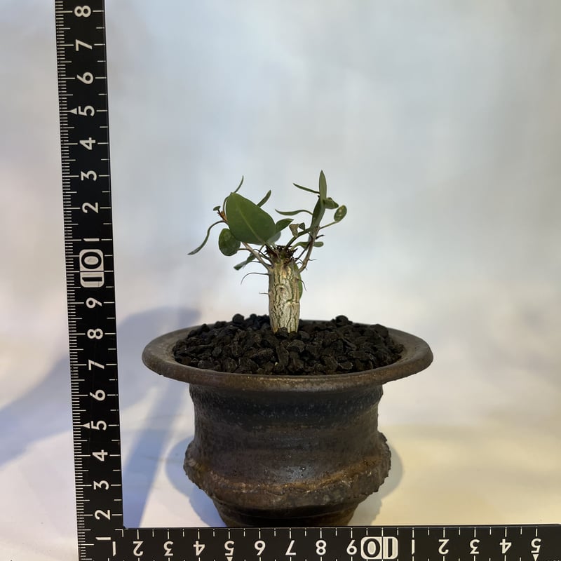 フォークイエリア コルムナリス 観峰玉×土京鉢 | GREEN LUCK