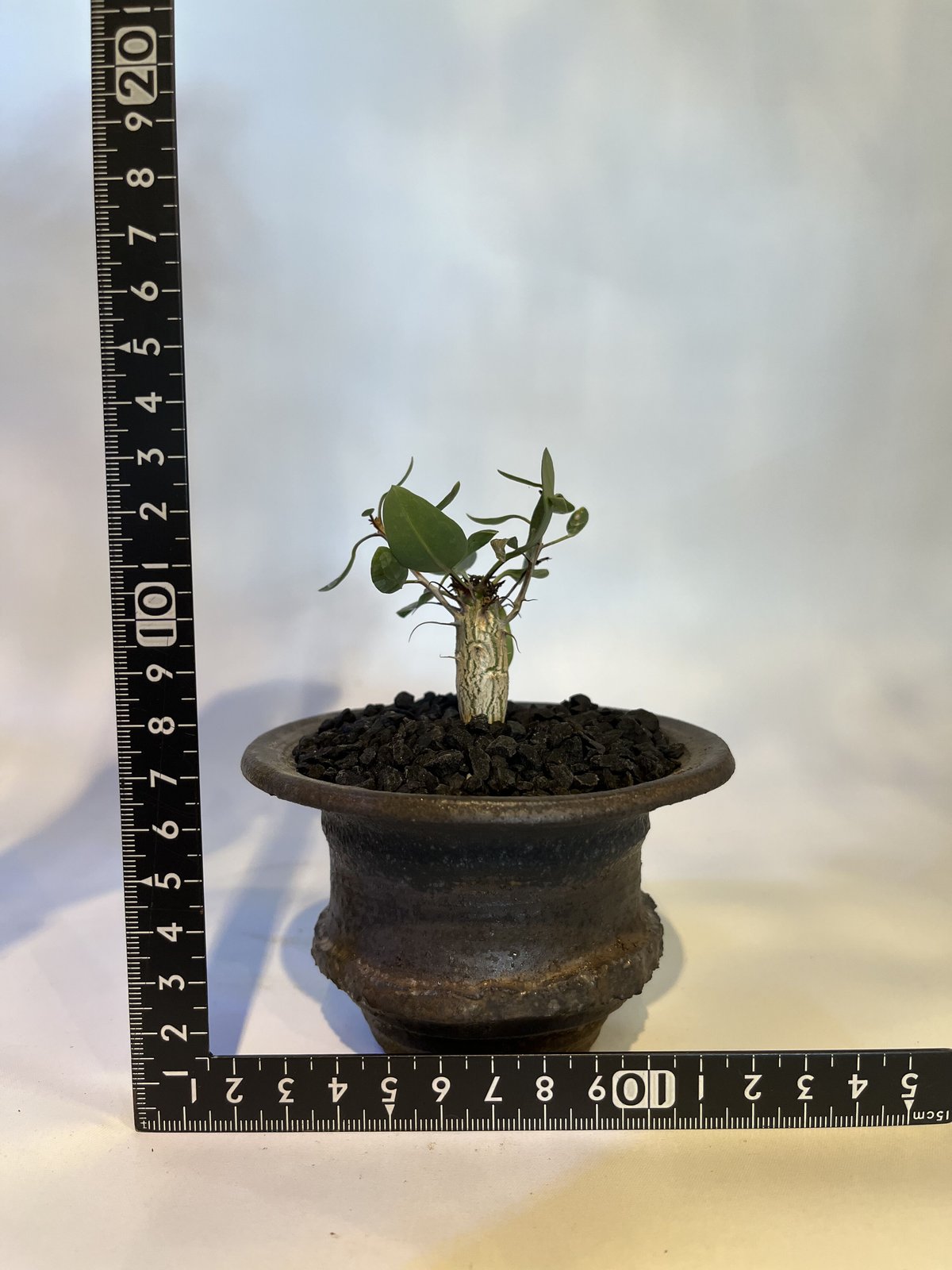 フォークイエリア コルムナリス 観峰玉×土京鉢 | GREEN LUCK