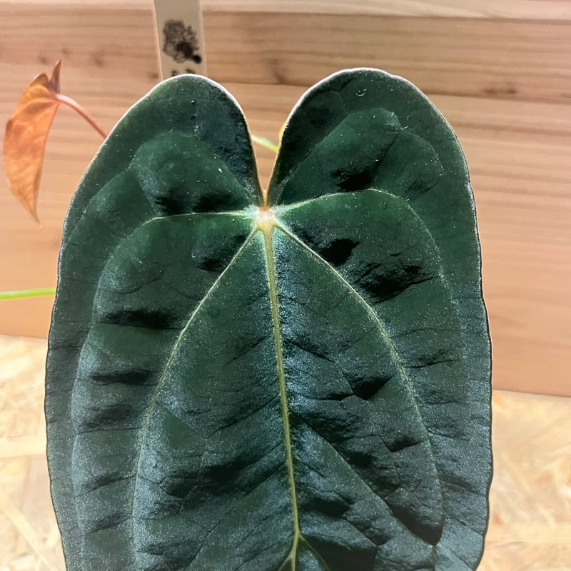 アンスリウム フォルゲッティ×アントラキー（tezula） | GREEN LUCK