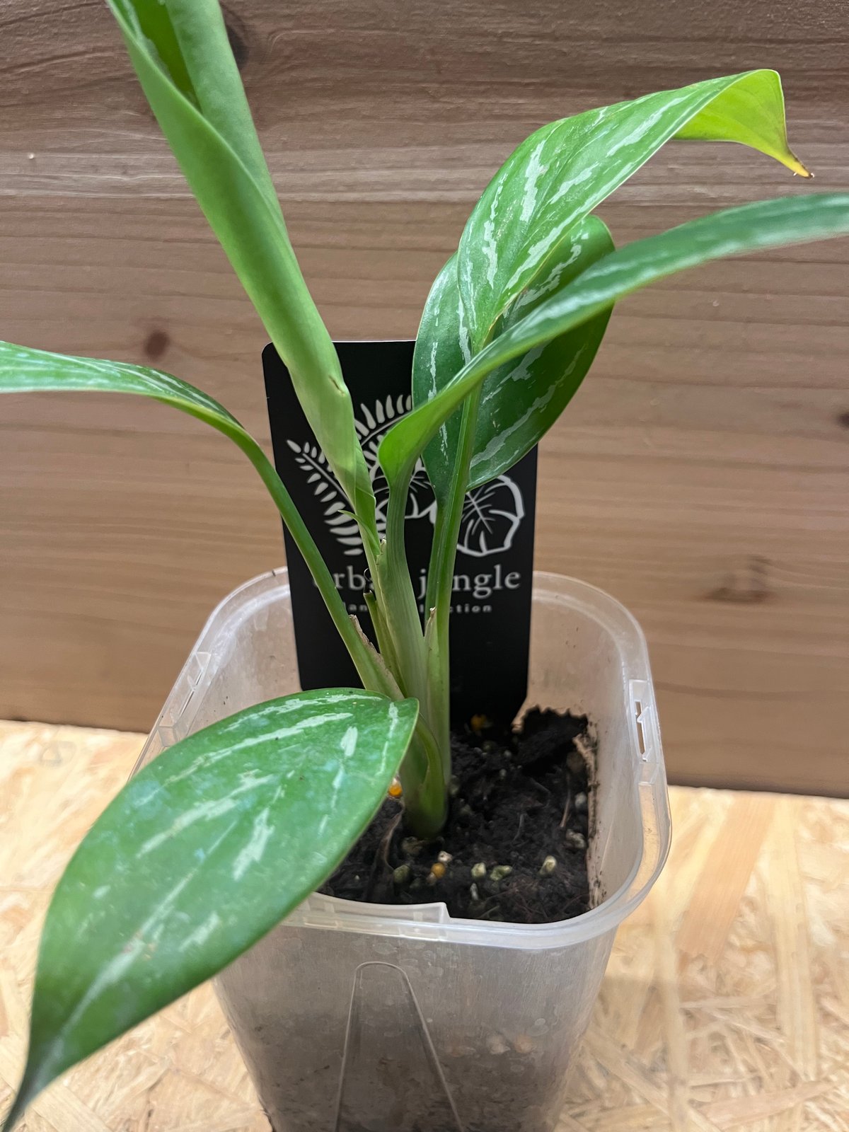 アグラオネマ ニティドゥム カーティシー 観葉植物 アグラオネマ ニティドゥム カーティシー | GREEN LUCK