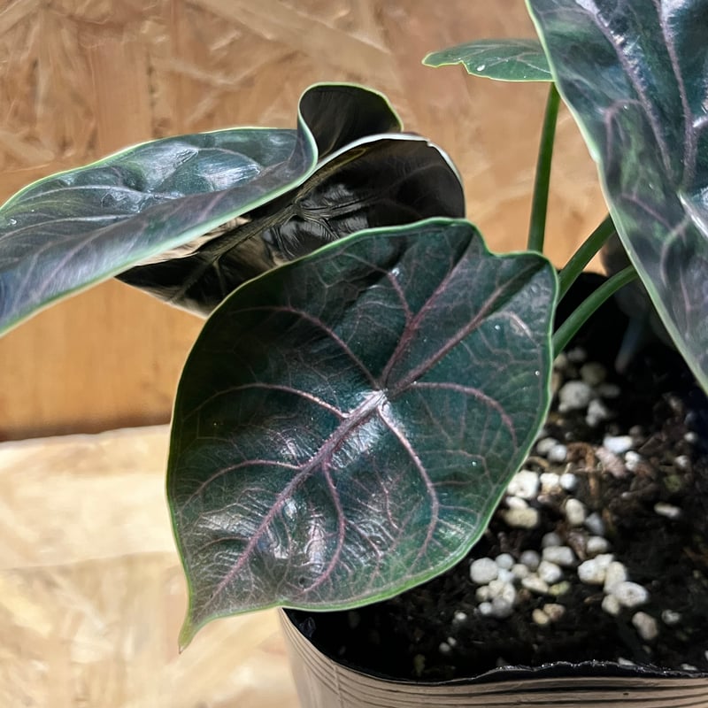 アロカシア アズラニー / 安心の発根活着済み アロカシア アズラニー | GREEN LUCK