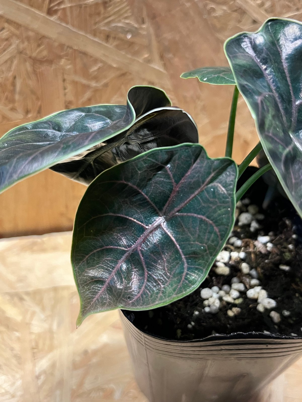 アロカシア アズラニー / 安心の発根活着済み fit=scale-down,w=1200