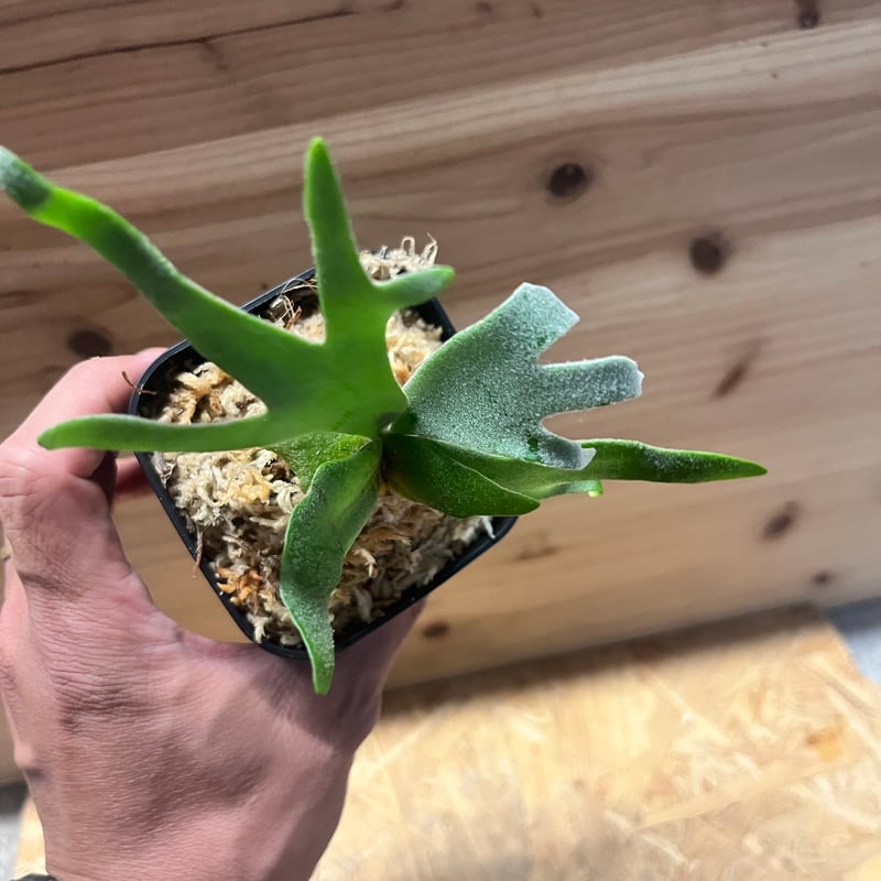 ビカクシダ ウィリンキー 'ジュエル' | GREEN LUCK