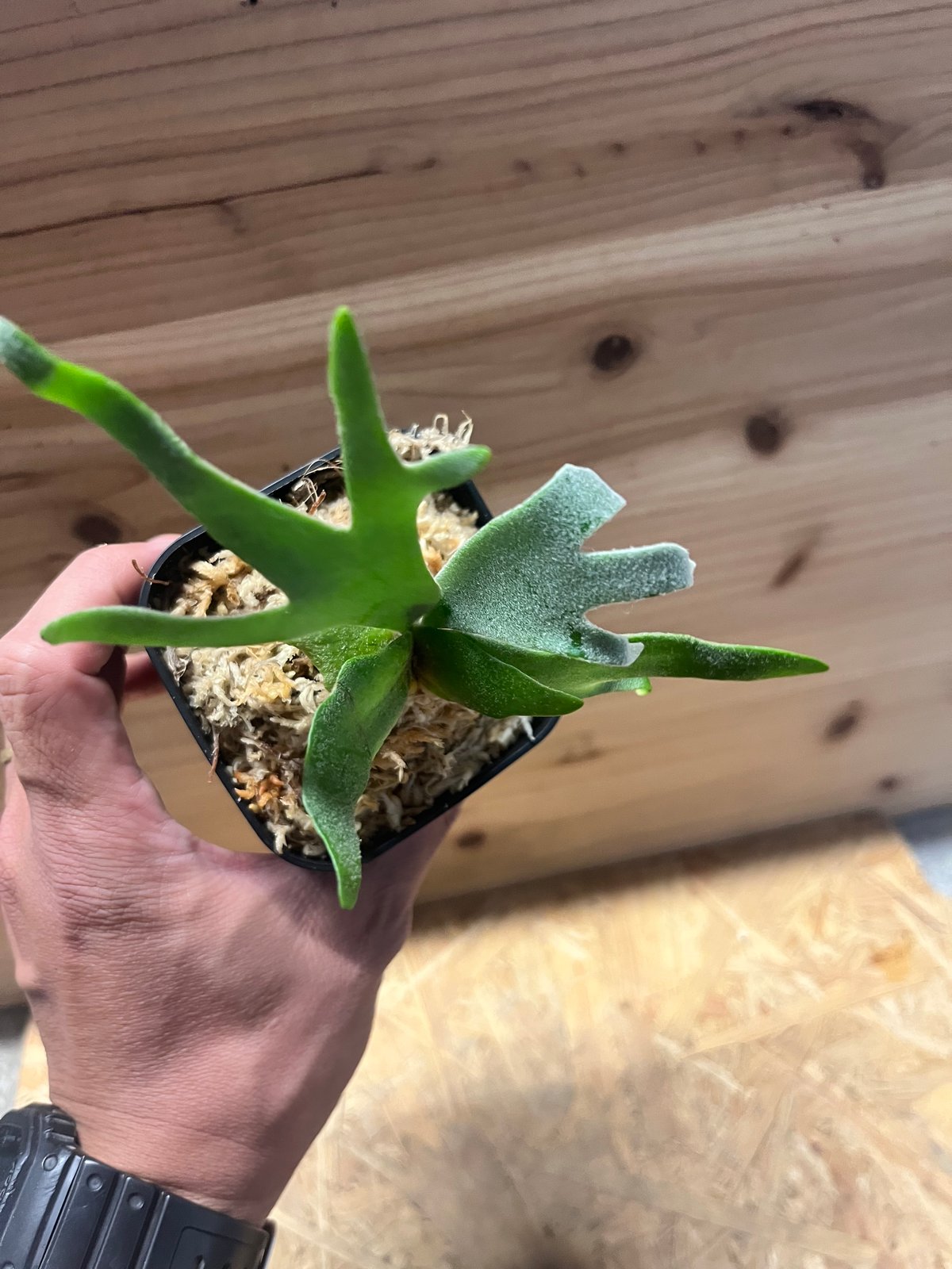 ビカクシダ ウィリンキージュエル Amazon.co.jp: P.willinckii 'Jewel' spored ② ＠ビカ森wife 板付品