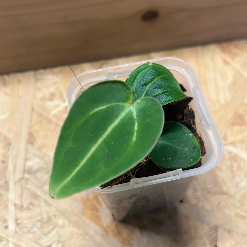 アンスリウム　カーラブラッキー アンスリウム カーラブラッキー RA#5×RA#10 | GREEN LUCK