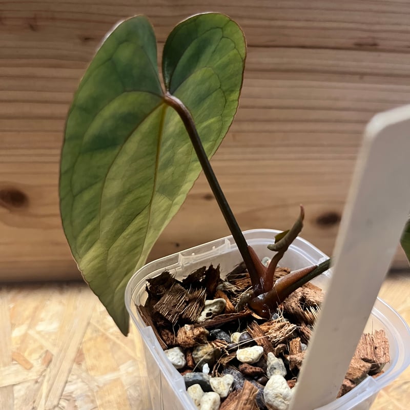 アンスリウム カーラブラッキー×アントラキー×エースオブスペード