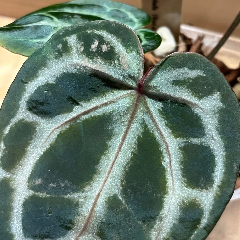 アンスリウム ワンダーボーイピンク（オリジナル）×ミシェル | GREEN LUCK