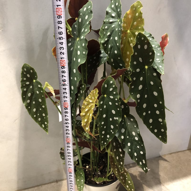 ベゴニア マクラータ | GREEN LUCK