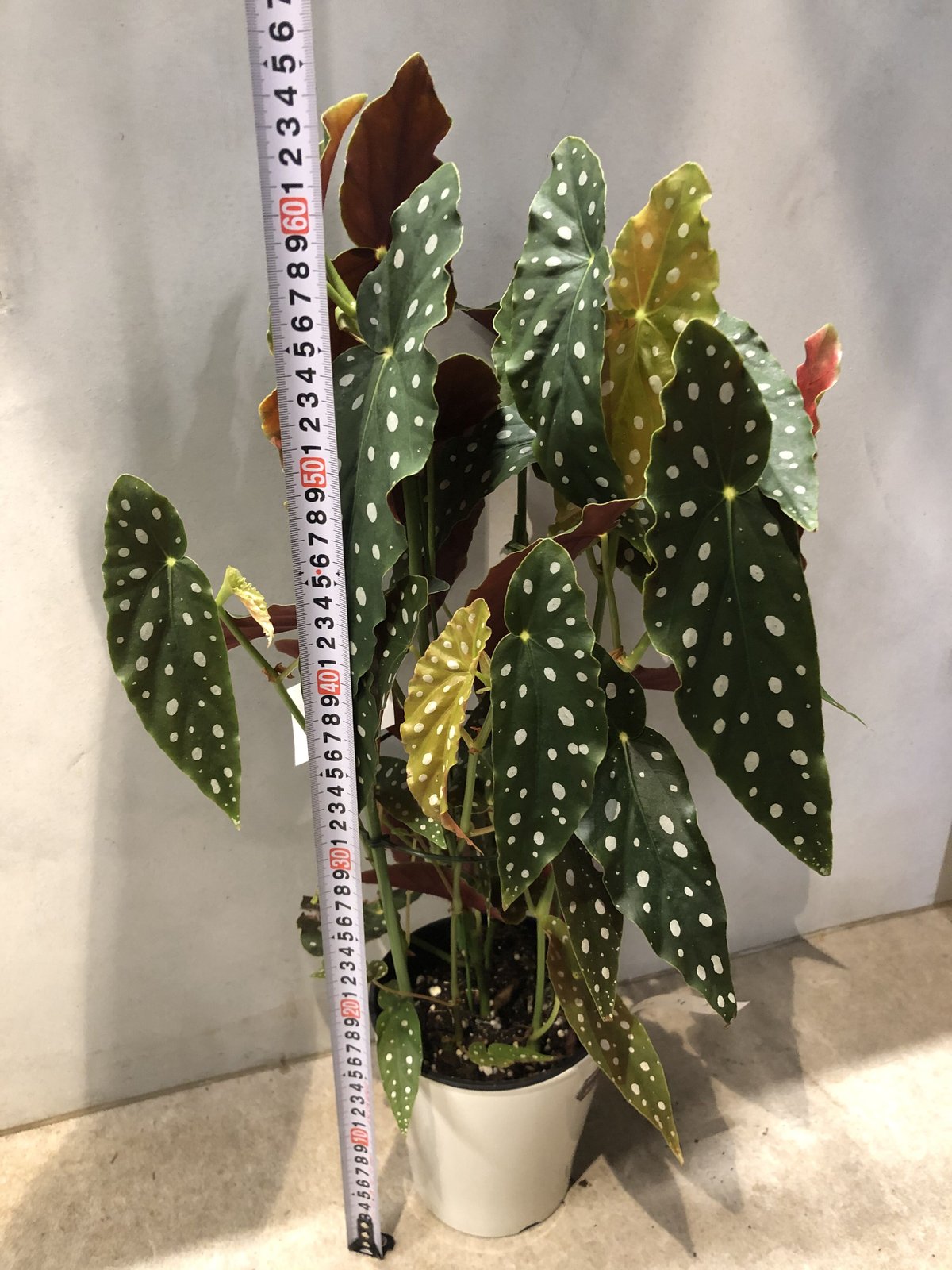 ベゴニア マクラータ | GREEN LUCK